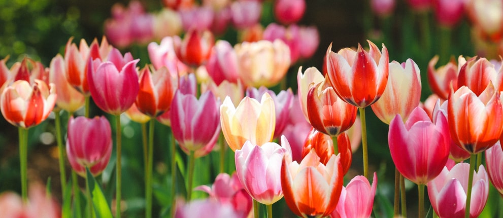 A vibrant field of tulips in full bloom, featuring a mix of pink, red, white, and yellow flowers with green stems and leaves, all bathed in natural sunlight.