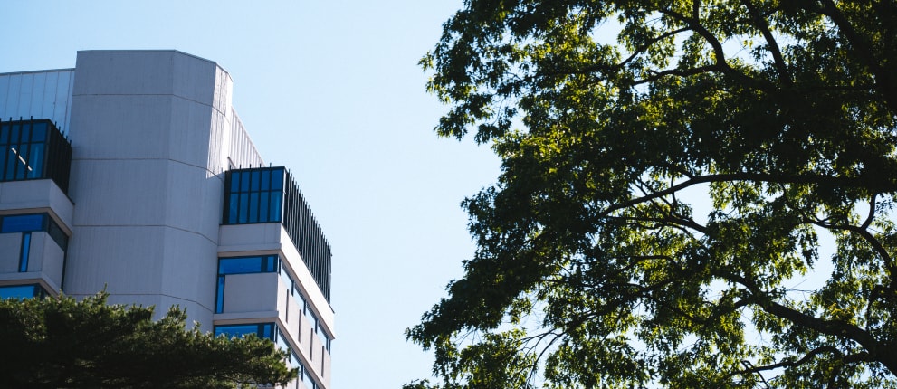 A modern white building with blue-tinted windows is partially visible on the left, while large green tree branches fill the right side under a clear blue sky.